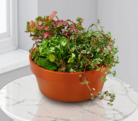 Inspiring Greens-Plant