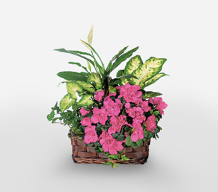 Natures Brilliance-Plant