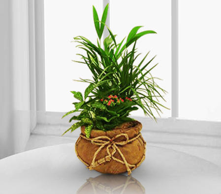Green Hues-Plant