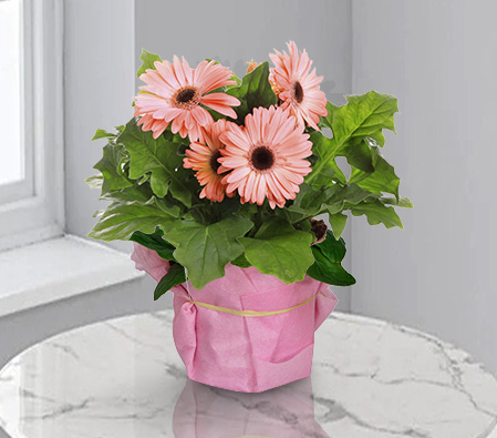 Sweet Delight-Plant