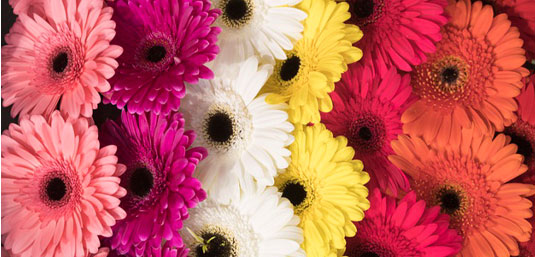Send Handcrafted flowers and gifts in Hong Kong