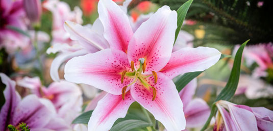 Send Handcrafted flowers and gifts in Hong Kong